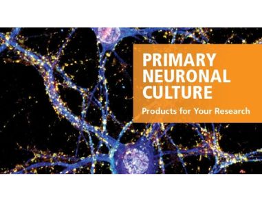 Primary Neuronal Culture: Standardized Media and Reagents