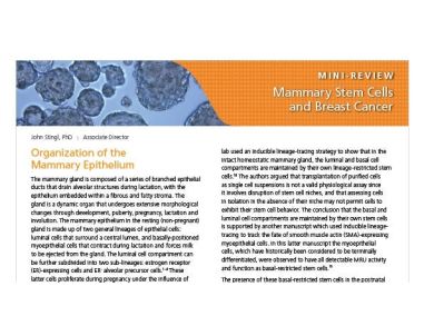 Mammary Stem Cells and Breast Cancer