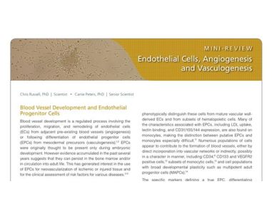 Endothelial Cells, Angiogenesis, and Vasculogenesis