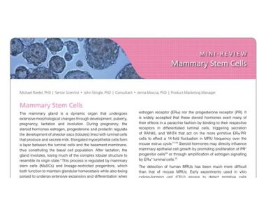Mammary Stem Cells