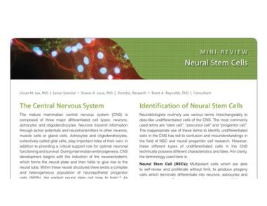 Neural Stem Cells: Identification, Function, Culture, and Isolation