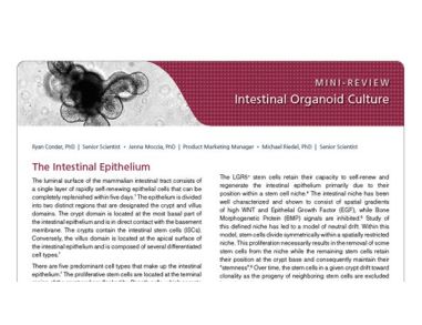 Intestinal Organoid Culture