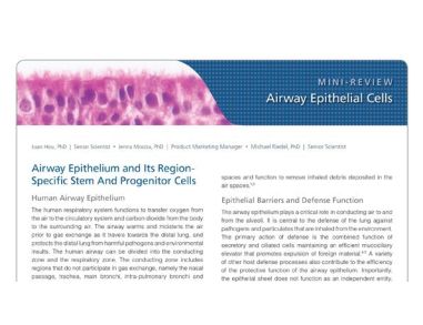 Airway Epithelial Cells of the Human Respiratory System