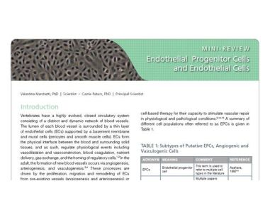 Endothelial Progenitor Cells and Endothelial Cells
