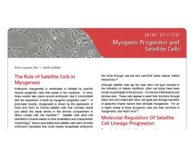 Myogenic Progenitor and Satellite Cells