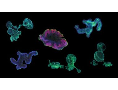 Organoid Information Hub