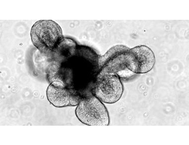 The HUB Foundation for Organoid Technology and STEMCELL Technologies Sign Agreement on the Manufacturing of Cell Culture Media for Organoids
