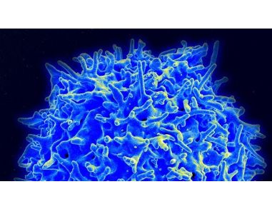 STEMCELL Technologies Launches Innovative Products to Support CAR T Cell Research