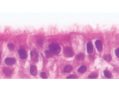 NEW PneumaCult™-ALI Medium for Air-Liquid Interface Culture of Bronchial Epithelial Cells