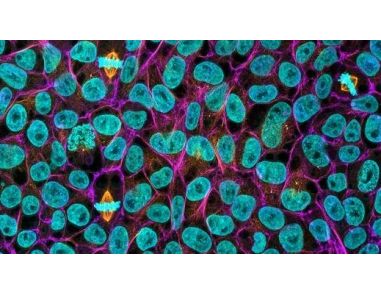 STEMCELL Submits Drug Master File for mTeSR™1, the Most Widely Published Cell Culture Medium for Human Pluripotent Stem Cells