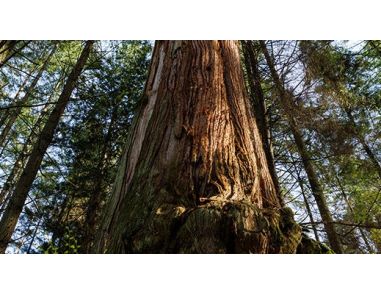 STEMCELL Technologies Receives ISO 14001 Certification of Environmental Management System
