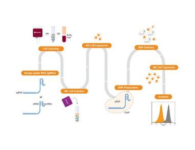CRISPR-Cas9 Genome Editing of Human NK Cells