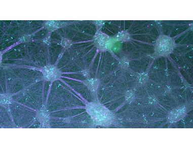 How to Tri-Culture Human Pluripotent Stem Cell (hPSC)-Derived Forebrain Neurons, Astrocytes, and Microglia