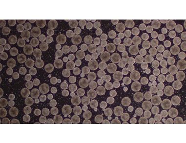 Robust Scale-Up of Human Pluripotent Stem Cells Using TeSR™ 3D Media