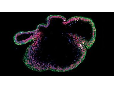 How to Prepare Single Cells from PSC-Derived Epithelial Cultures for Flow Cytometry Analysis
