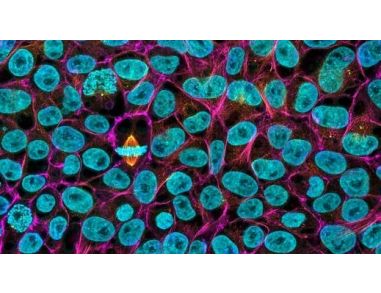 Large-Scale Expansion of Human Pluripotent Stem Cells (hPSCs) in 2D Monolayer Culture using TeSR™-AOF