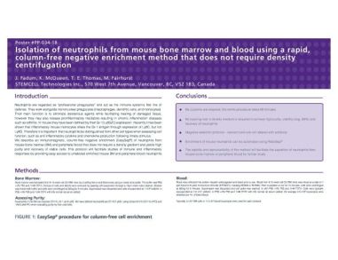 Isolation of Neutrophils from Mouse Bone Marrow and Blood Using a Rapid