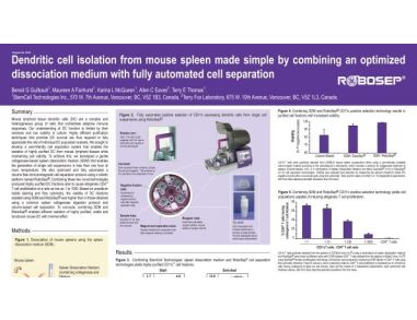 Dendritic Cell Isolation from Mouse Spleen Made Simple