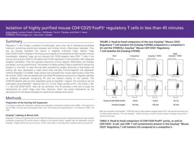 Isolation of Highly Purified Mouse CD4+CD25+Foxp3+ Regulatory T Cells in Less