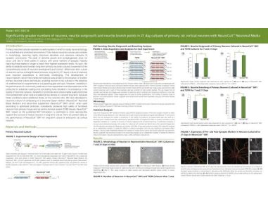 Significantly Greater Numbers of Neurons, Neurite Outgrowth and Branch Points in 21 Day Cultures of Primary Rat Cortical Neurons
