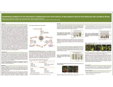Establishing Conditions for the Enrichment of Oligodendrocytes from Cultures of Neurospheres Derived from Embryonic Rat and Mouse Brains