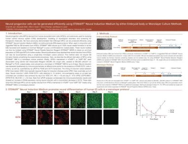 Neural Progenitor Cells can be Generated Efficiently Using STEMdiff™ Neural Induction Medium By Either Embryoid Body or Monolayer Culture Methods