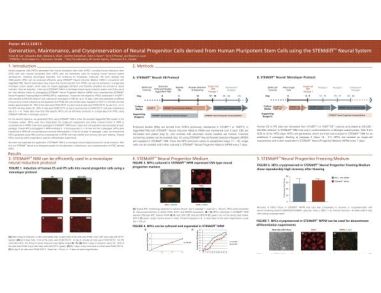 Generation, Maintenance and Cryopreservation of Neural Progenitor Cells Derived from Human Pluripotent Stem Cells Using the STEMdiff™ Neural System