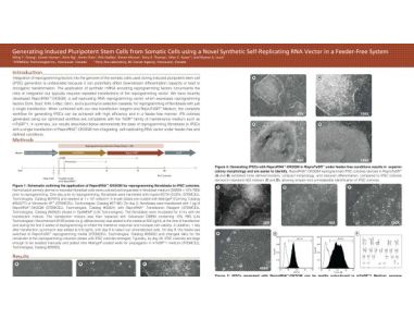 Generating iPSCs from Somatic Cells using a Novel Synthetic Self-Replicating RNA Vector in a Feeder-Free System