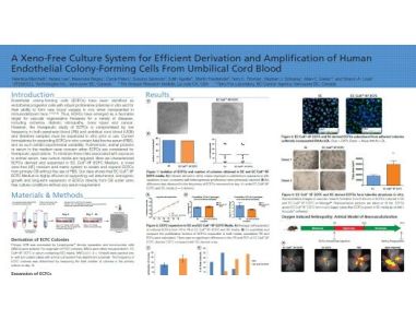 A Xeno-Free Culture System for Efficient Derivation and Amplification of Human Endothelial Colony-Forming Cells From Umbilical Cord Blood