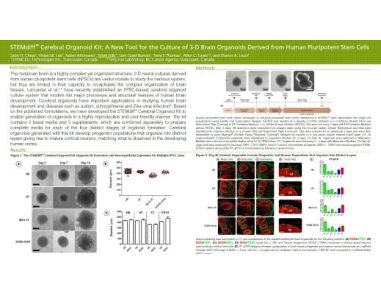 STEMdiff™ Cerebral Organoid Kit: A New Tool for the Culture of 3D Brain Organoids Derived from hPSCs