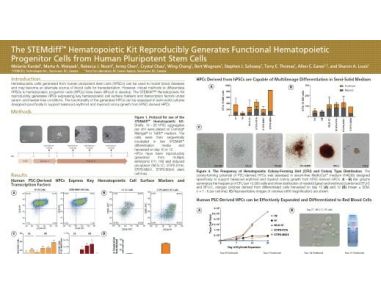 The STEMdiff™ Hematopoietic Kit Reproducibly Generates Functional Hematopoietic Progenitor Cells from Human Pluripotent Stem Cells