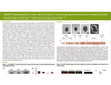 STEMdiff Cerebral Organoid Kit: A New Tool for the Culture of 3D Brain Organoids Derived from Human Pluripotent Stem Cells
