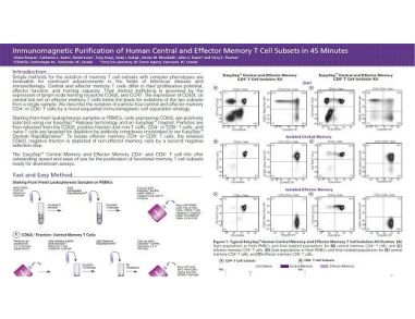 Immunomagnetic Purification of Human Central and Effector Memory T Cell Subsets in 45 Minutes