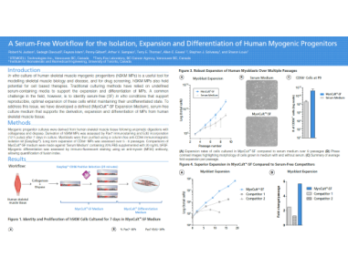 A Serum-Free Workflow for the Isolation, Expansion and Differentiation of Human Myogenic Progenitors