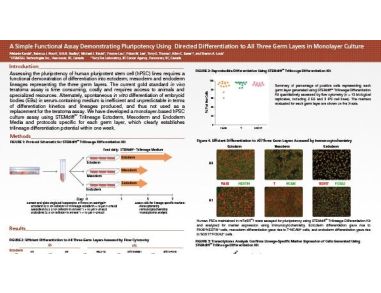 A Simple Functional Assay Demonstrating Pluripotency Using Directed Differentiation to All Three Germ Layers in Monolayer Culture