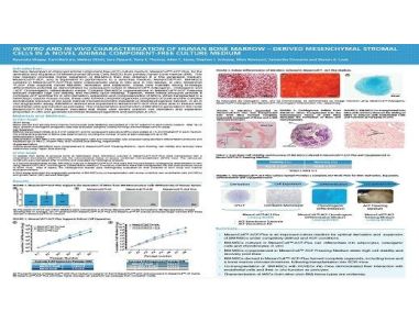 In Vitro and in Vivo Characterization of Human Bone Marrow-Derived Mesenchymal Stromal Cells