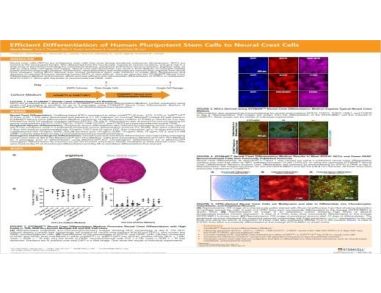 Efficient Generation of Human Pluripotent Stem Cells to Neural Crest Cells