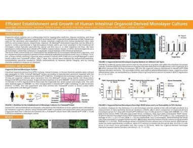 Efficient Establishment and Growth of Human Intestinal Organoid-Derived Monolayers
