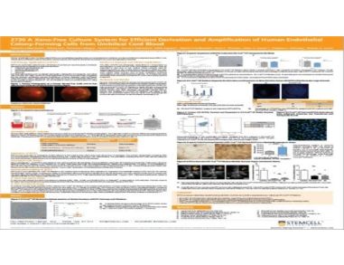 A Xeno-Free Culture System for Efficient Derivation and Amplification of Human Endothelial Colony-Forming Cells from Umbilical Cord Blood