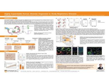 Highly Expandable Human Alveolar Organoids to Study Respiratory Diseases