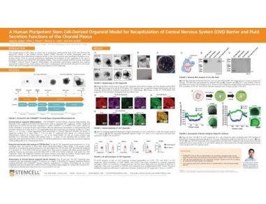 A Human Pluripotent Stem Cell-Derived Organoid Model for Recapitulation of Central Nervous System (CNS) Barrier and Fluid Secretion Functions of the Choroid Plexus