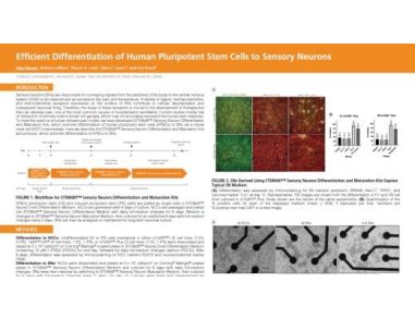 Efficient Differentiation of Human Pluripotent Stem Cells to Sensory Neurons