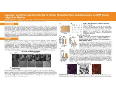 Expansion and Differentiation Potential of Human Pluripotent Stem Cells Maintained in cGMP Animal Origin-Free Medium
