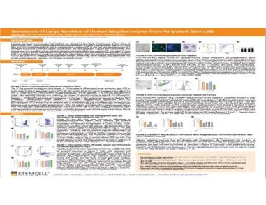 Generation of Large Numbers of Human Megakaryocytes from Pluripotent Stem Cells