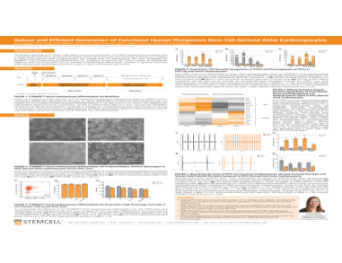 Robust and Efficient Generation of Functional Human Pluripotent Stem Cell-Derived Atrial Cardiomyocytes