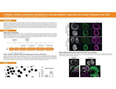 A Reliable, Efficient, and Matrix-Free Method to Generate Midbrain Organoids from Human Pluripotent Stem Cells