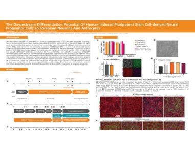 The Downstream Differentiation Potential of Human Induced Pluripotent Stem Cell-Derived Neural Progenitor Cells to Forebrain Neurons and Astrocytes