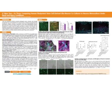 It Takes Two—Or Three: Comparing Human Pluripotent Stem Cell Derived Glia-Neuron Co-Cultures to Neuron Monoculture Under Basal and Injury Conditions