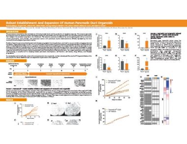 Robust Establishment and Expansion of Human Pancreatic Duct Organoids