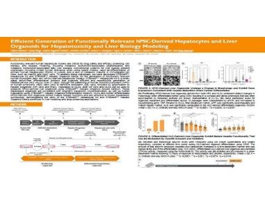 Efficient Generation of Functionally Relevant hPSC-Derived Hepatocytes and Liver Organoids for Hepatotoxicity and Liver Biology Modeling